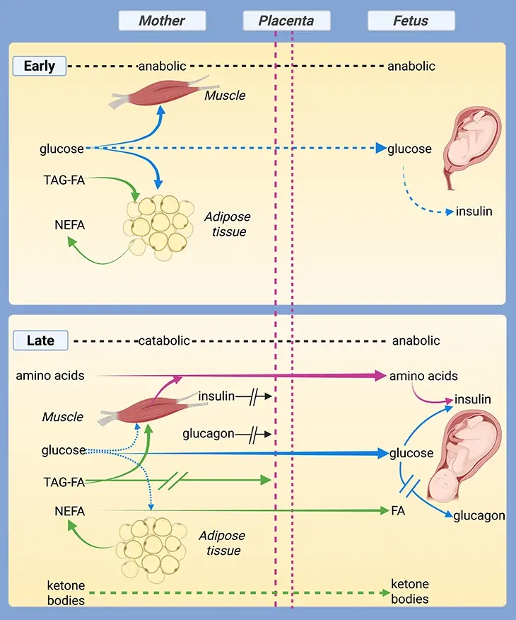 From Womb to Wake - Placental Grace to Neonatal Strength