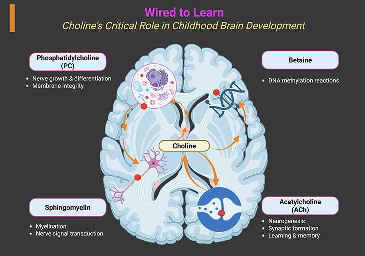 Wired to Learn - Choline's Critical Role in Childhood Brain Development